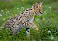  serval 
 tanzanie 